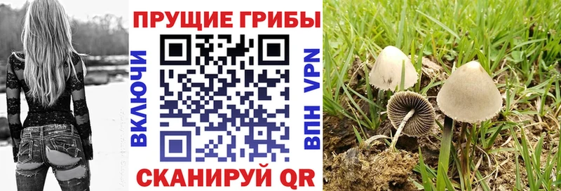 купить закладку  Малая Вишера  Галлюциногенные грибы Magic Shrooms 